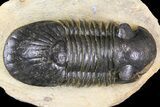 Bargain, Paralejurus Trilobite - Atchana, Morocco #163198-1